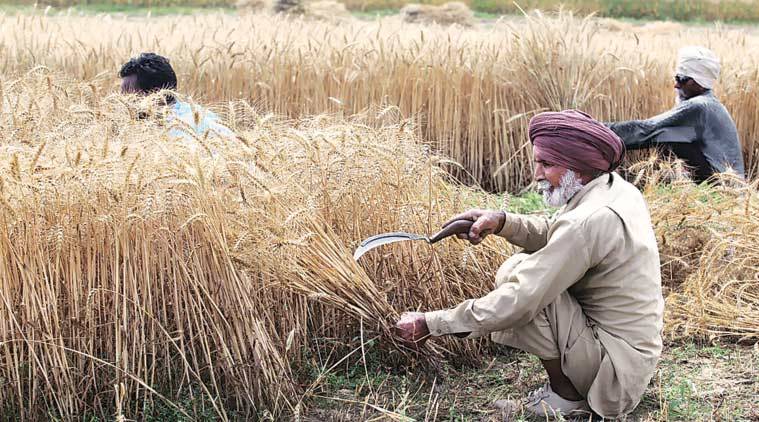 Delay in paddy procurement in the interest of farmers: Centre