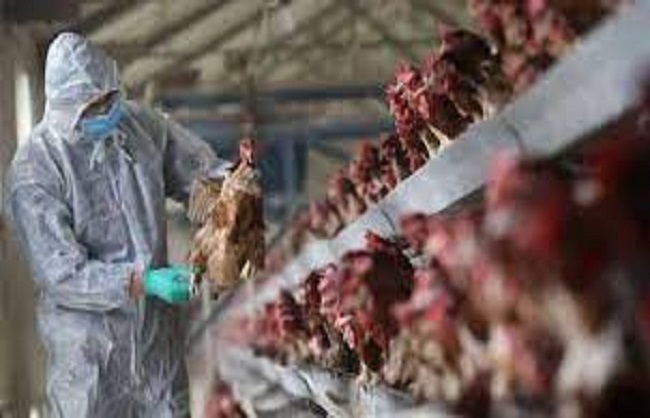 First case of bird flu H10N3 reported in China