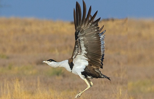 Sonchiraiya or Indian Bustard: Pakistan allows hunting of Sonchiraiya to 14 Arab personalities