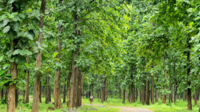 Gorakhpur: Tourists to witness natural picnic spot on World Environment Day, PM Modi to inaugurate virtually