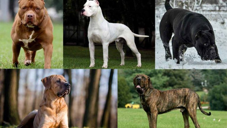 Centre bans 23 ferocious dog breeds in India to tackle attacks