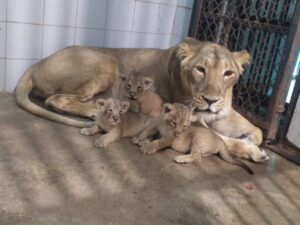 Lioness Roopa gives birth to 3 cubs in Etawah Safari Park, all in healthy state