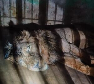 Babbar lion ‘Pataudi’ dies during treatment in Kanpur Zoo