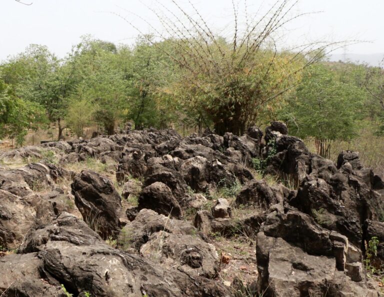 World’s oldest fossil park of Sonbhadra included in UNESCO’s heritage