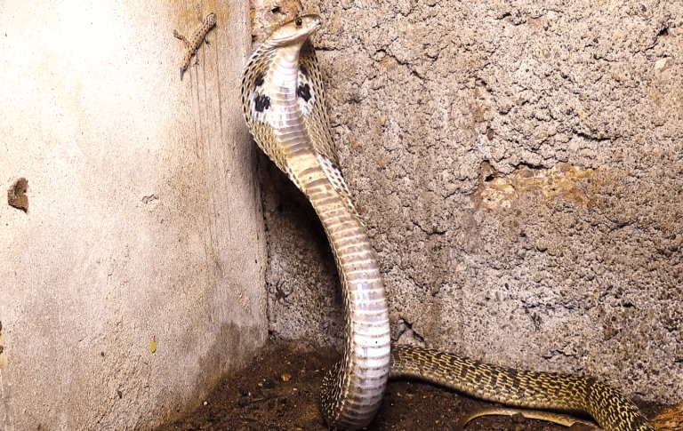 Middle-aged man dies of snake bite in Uttar Pradesh