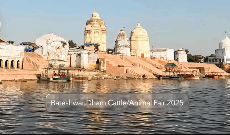 North India’s renowned Bateshwar Cattle/ Animal Fair to start from Oct 18