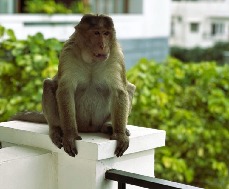 Allahabad HC seeks action plan to curb monkey-human conflict in UP